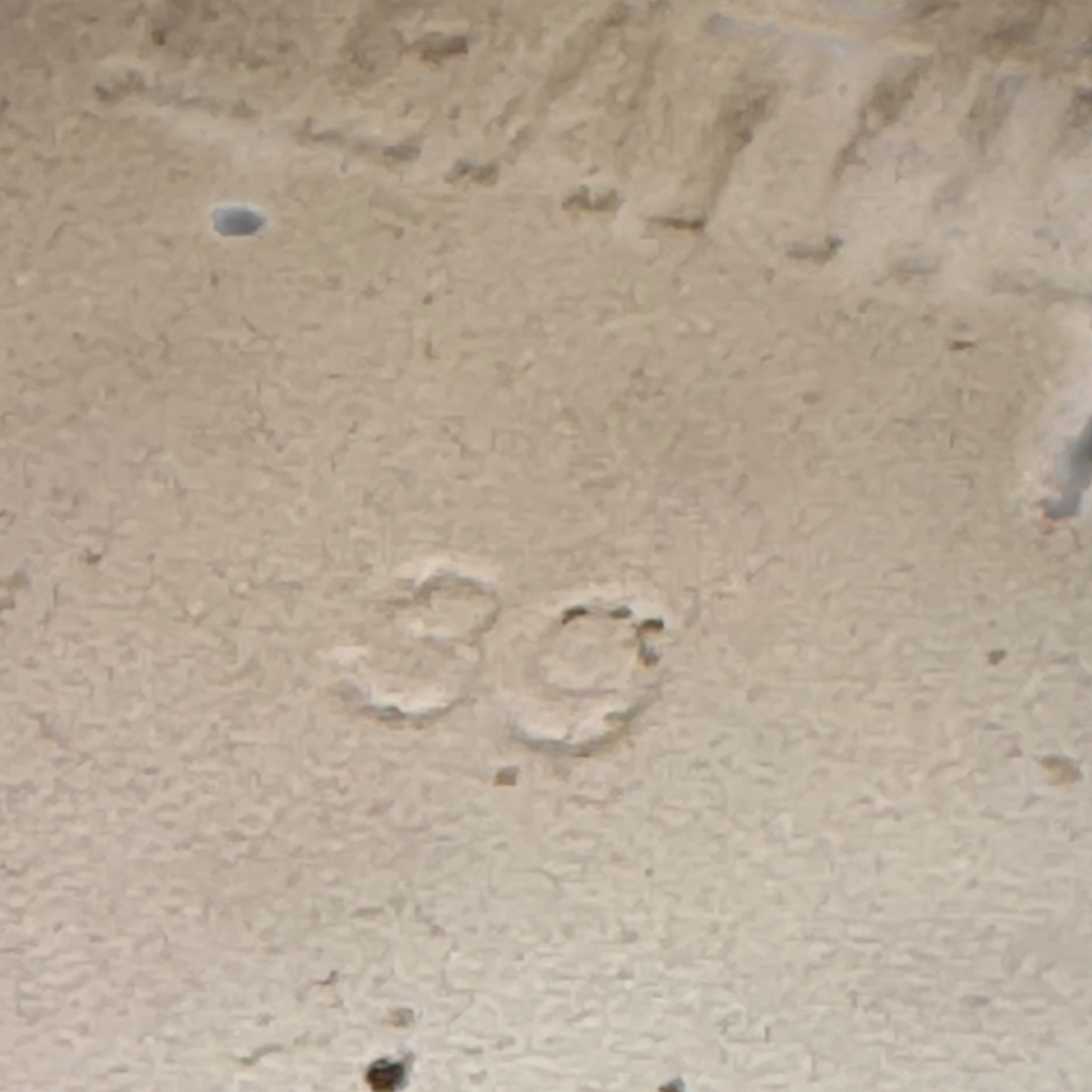 Golden Goose Running (39EU)